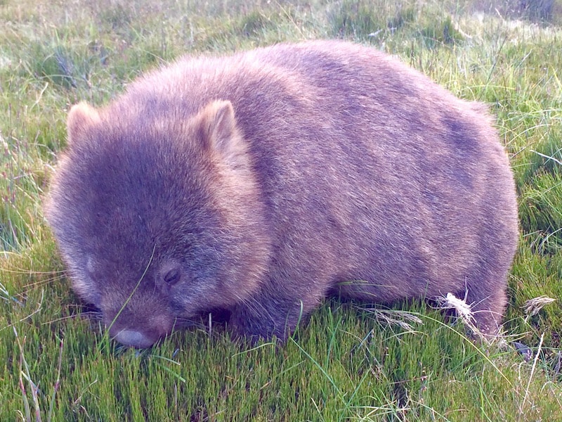 Wombats in Tasmania