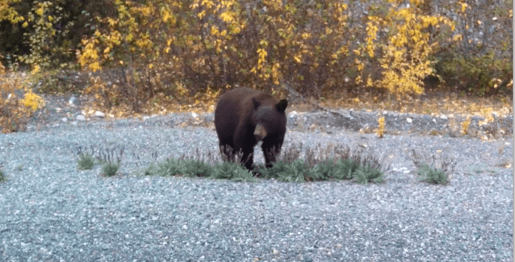 Black Bear in Alaska