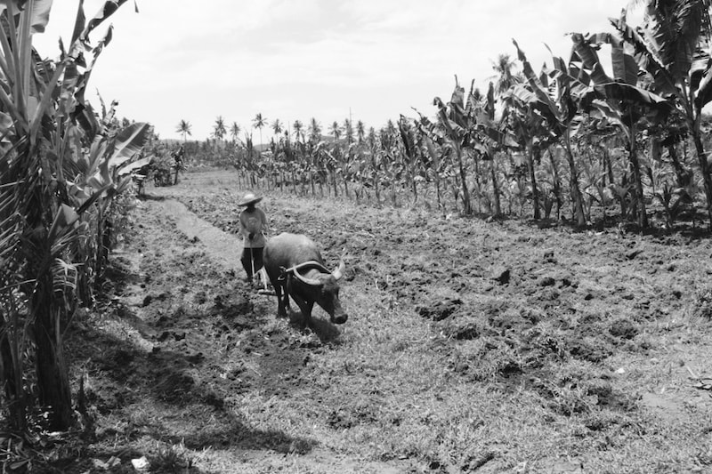 Filipino farmer tills the soil using a buffalo 