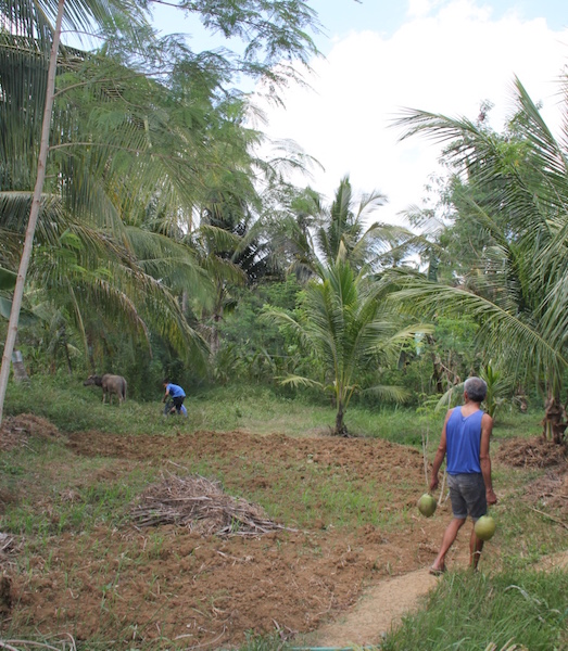 Coconut Farmer