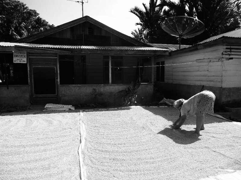 Lady drying rice in a small remote village of North Sumatra
