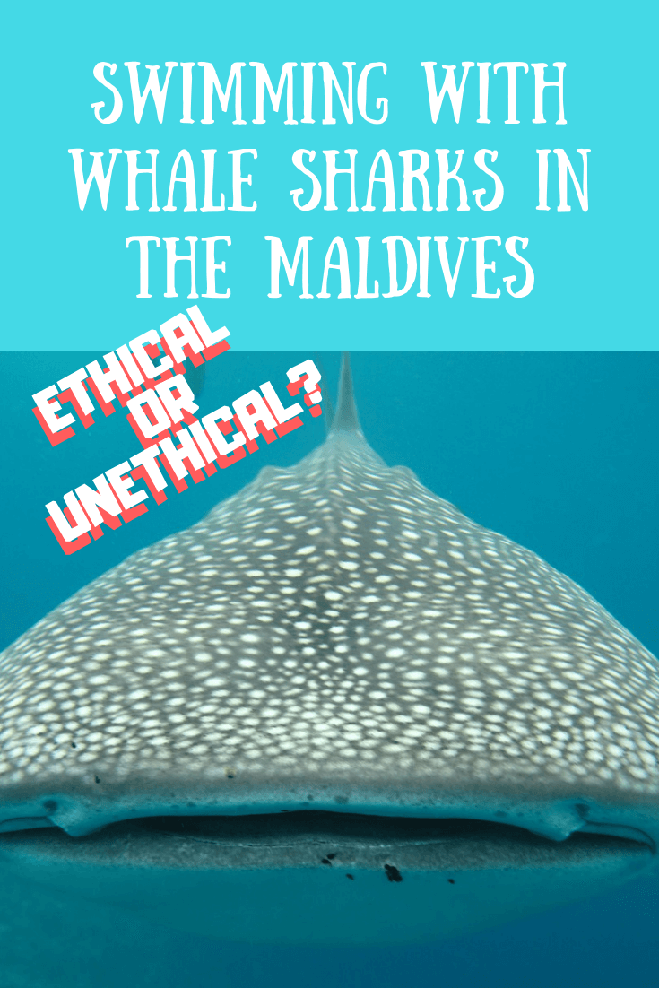 ethical-whale-shark-maldives