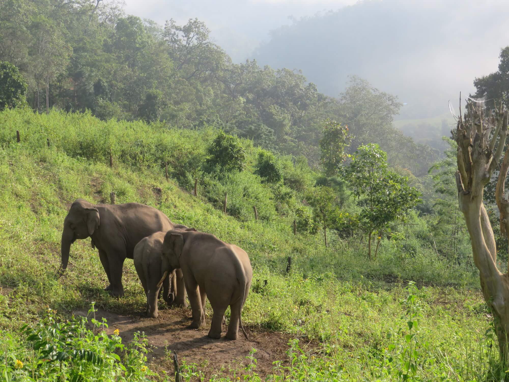 elephants-in-thailand