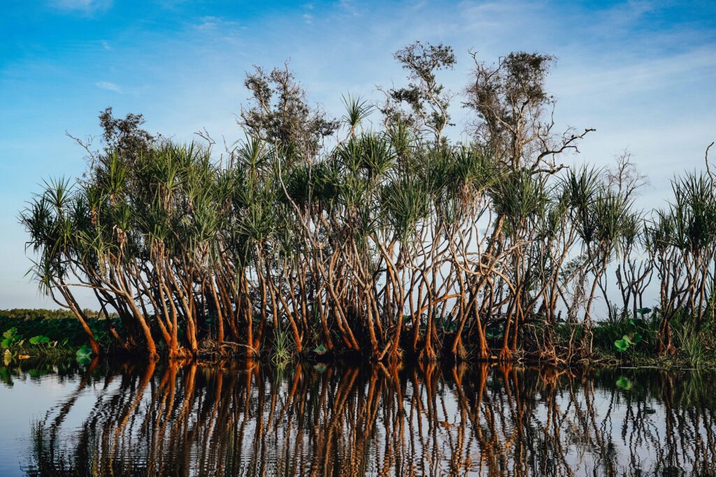 Mangrove Forest 